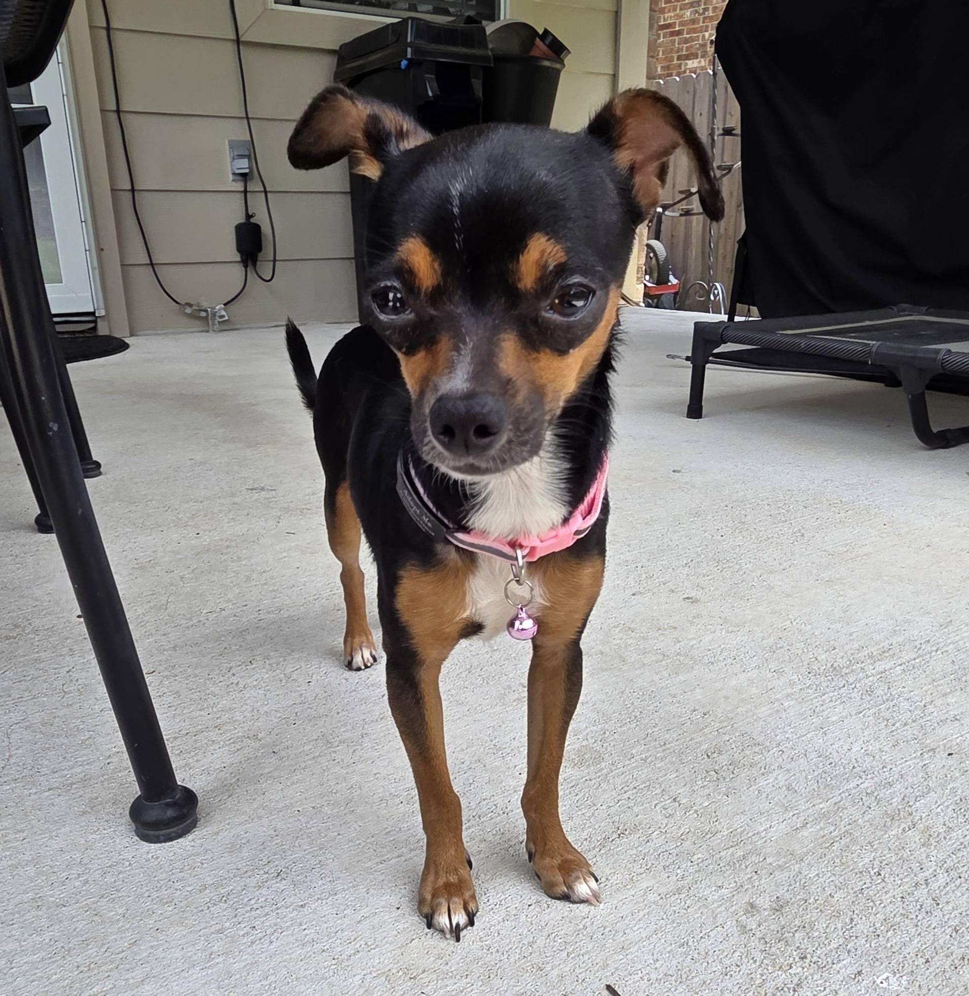 Milly, Adoptable, Young Female Chihuahua.