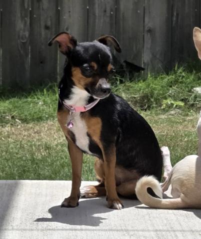 Milly, a Adoptable Chihuahua in Austin, TX image 2/4