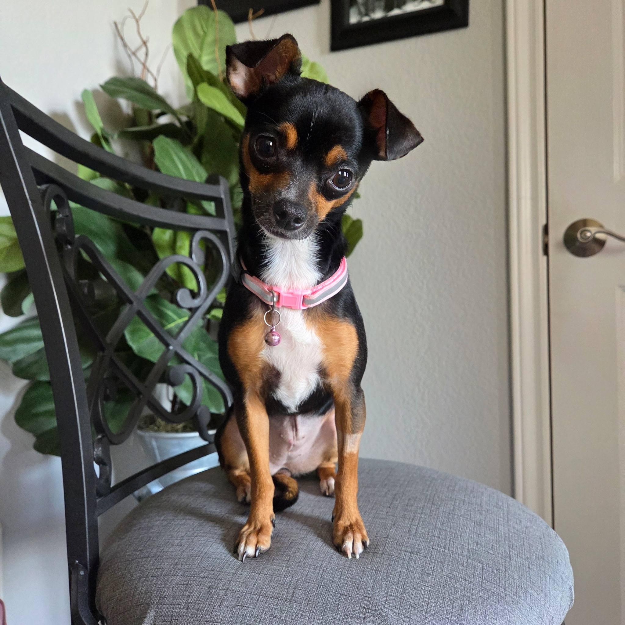Milly, a Adopted Chihuahua in Austin, TX image 3/5