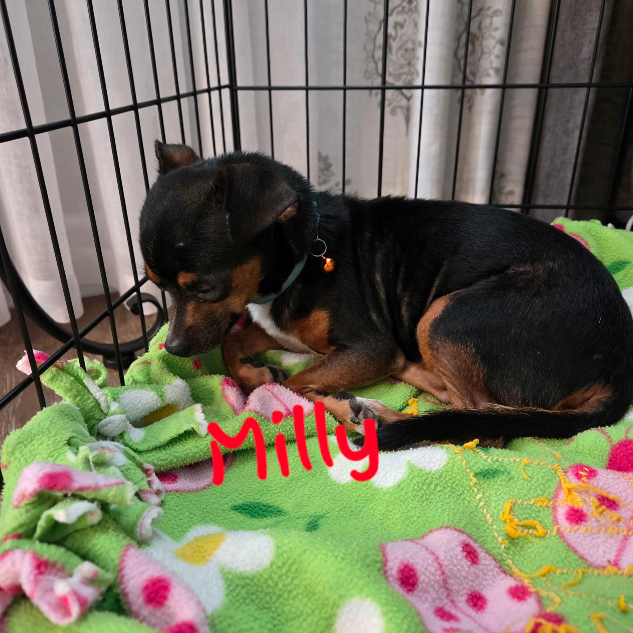 Milly, a Adoptable Chihuahua in Austin, TX image 3/4