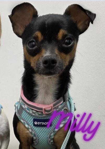 Milly, a Adoptable Chihuahua in Austin, TX image 4/4