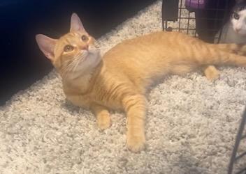 Timber & Rigby, a Adoptable Domestic Short Hair in Andover, CT image 4/6