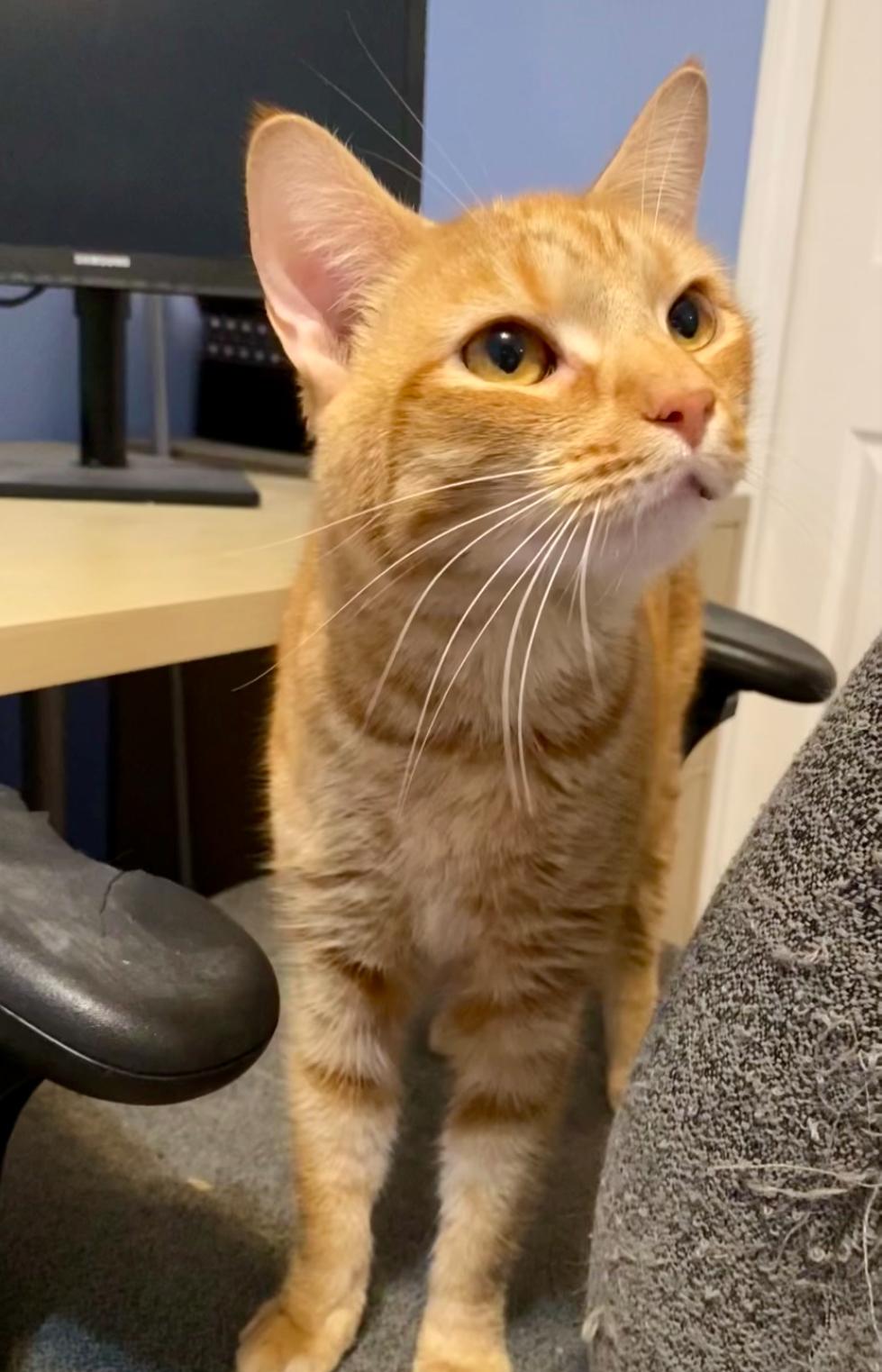 Timber & Rigby, Adoptable, Adult Male Domestic Short Hair.