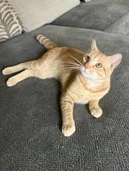 Timber & Rigby, a Adoptable Domestic Short Hair in Andover, CT image 5/6