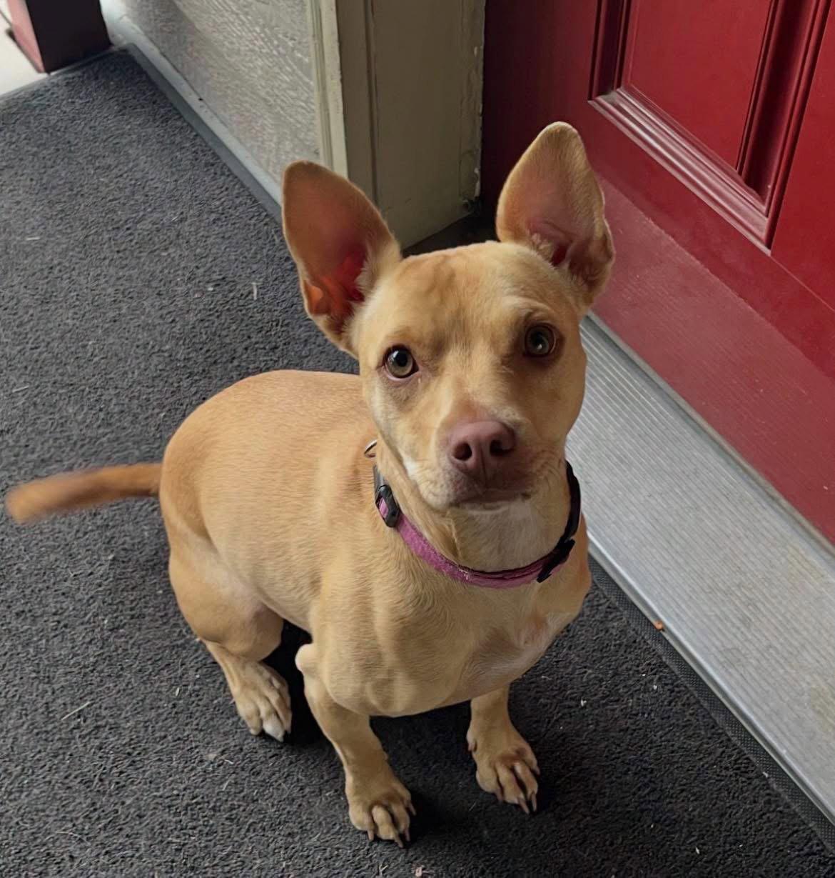Maggie, Adoptable, Young Female Pit Bull Terrier & Chihuahua.