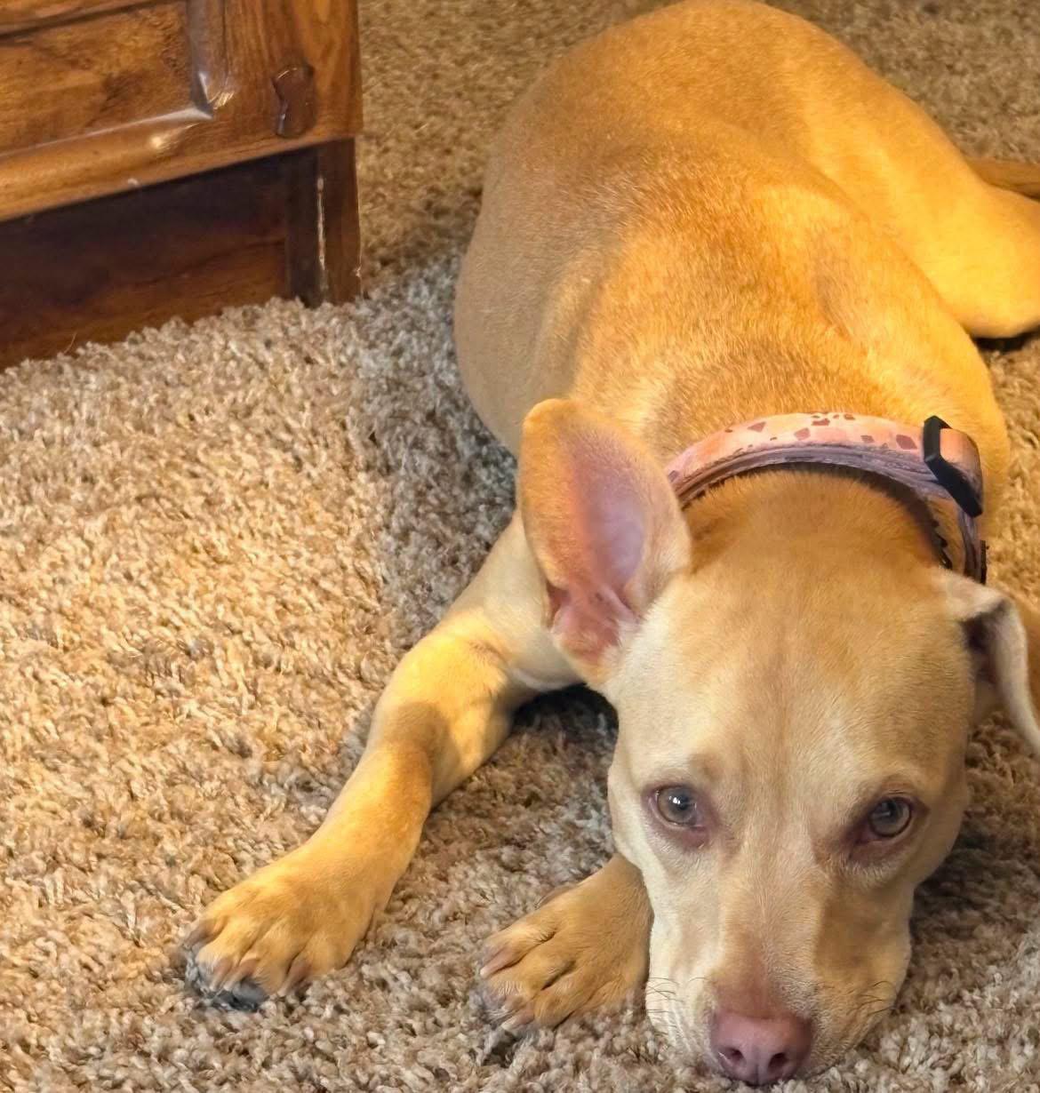 Maggie, a Adoptable mixed breed in Polson, MT image 2/2