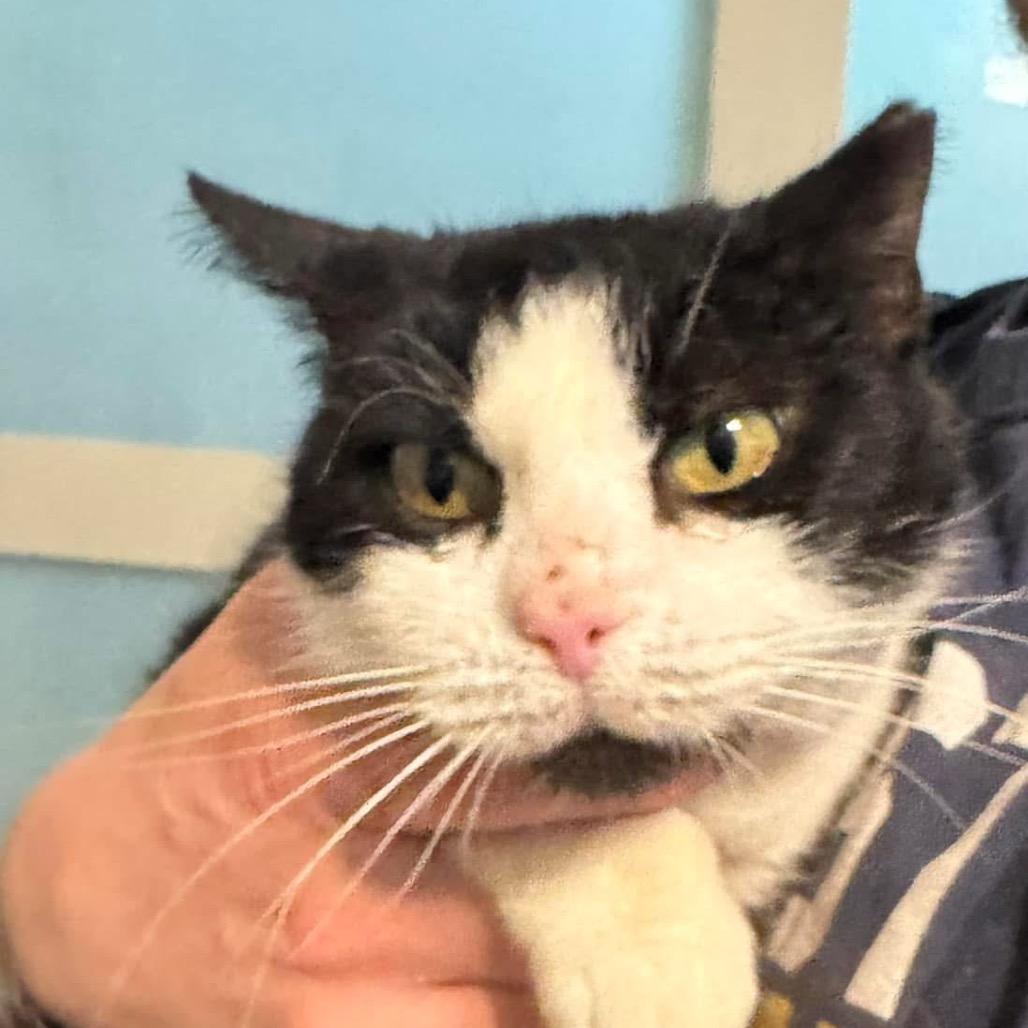 Enlarge SnowBall, a Adoptable Domestic Short Hair in Bottineau, ND image 1/1