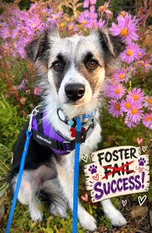 Dixie - adopted, Adopted, Young Female Border Collie.