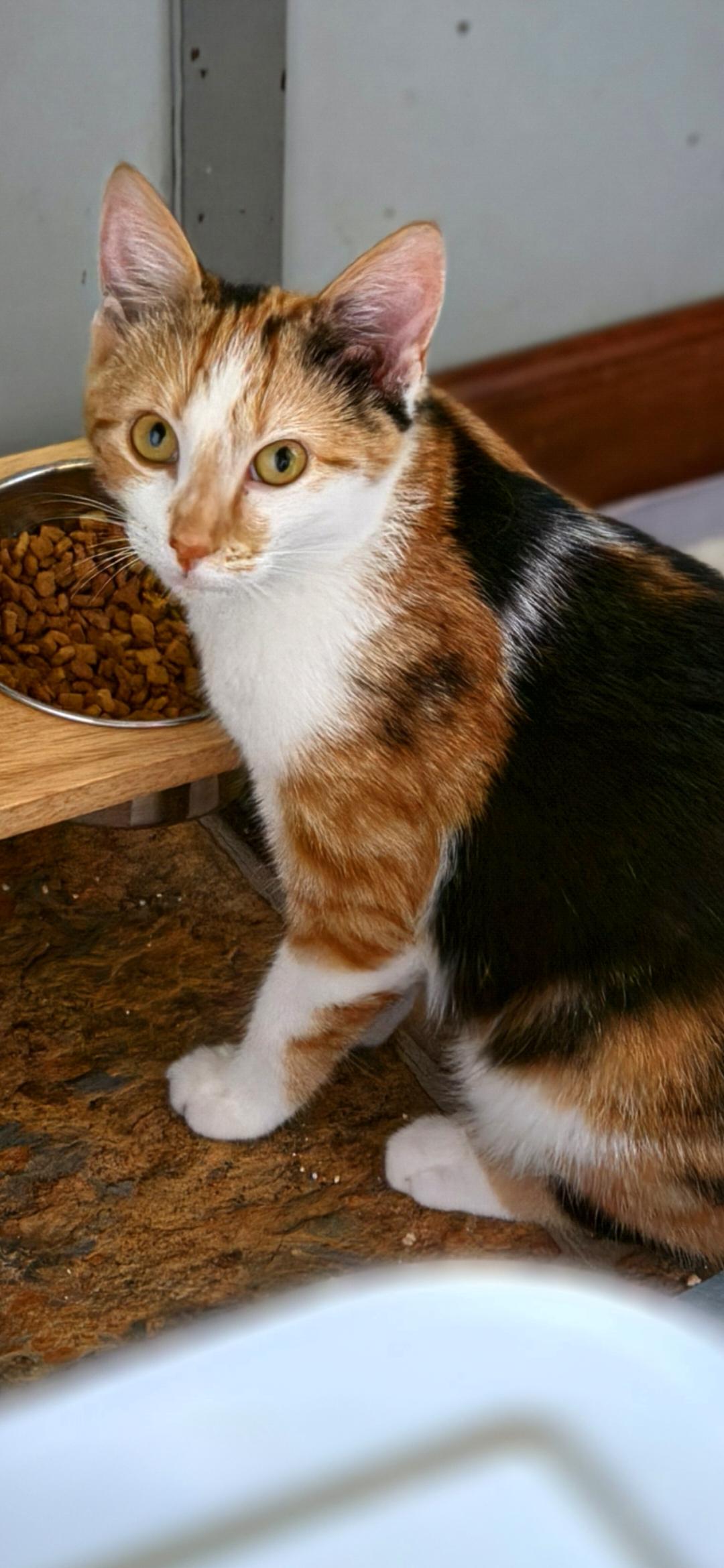 Freida, ADOPTABLE, Kitten Female Domestic Long Hair.