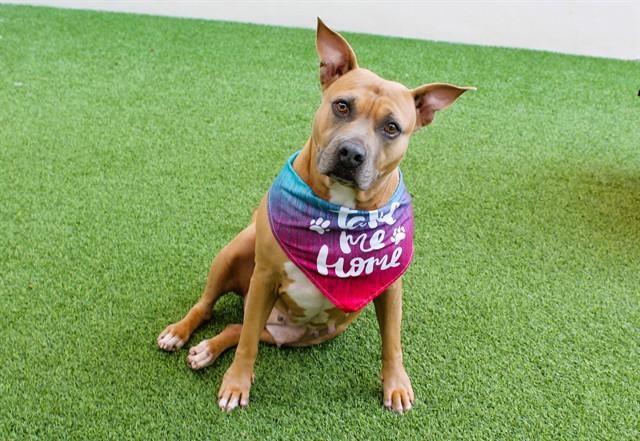 LAVERNE, Adoptable, Adult Female American Staffordshire Terrier & Mixed Breed.