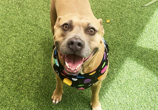 LAVERNE, Adoptable, Adult Female American Staffordshire Terrier & Mixed Breed.