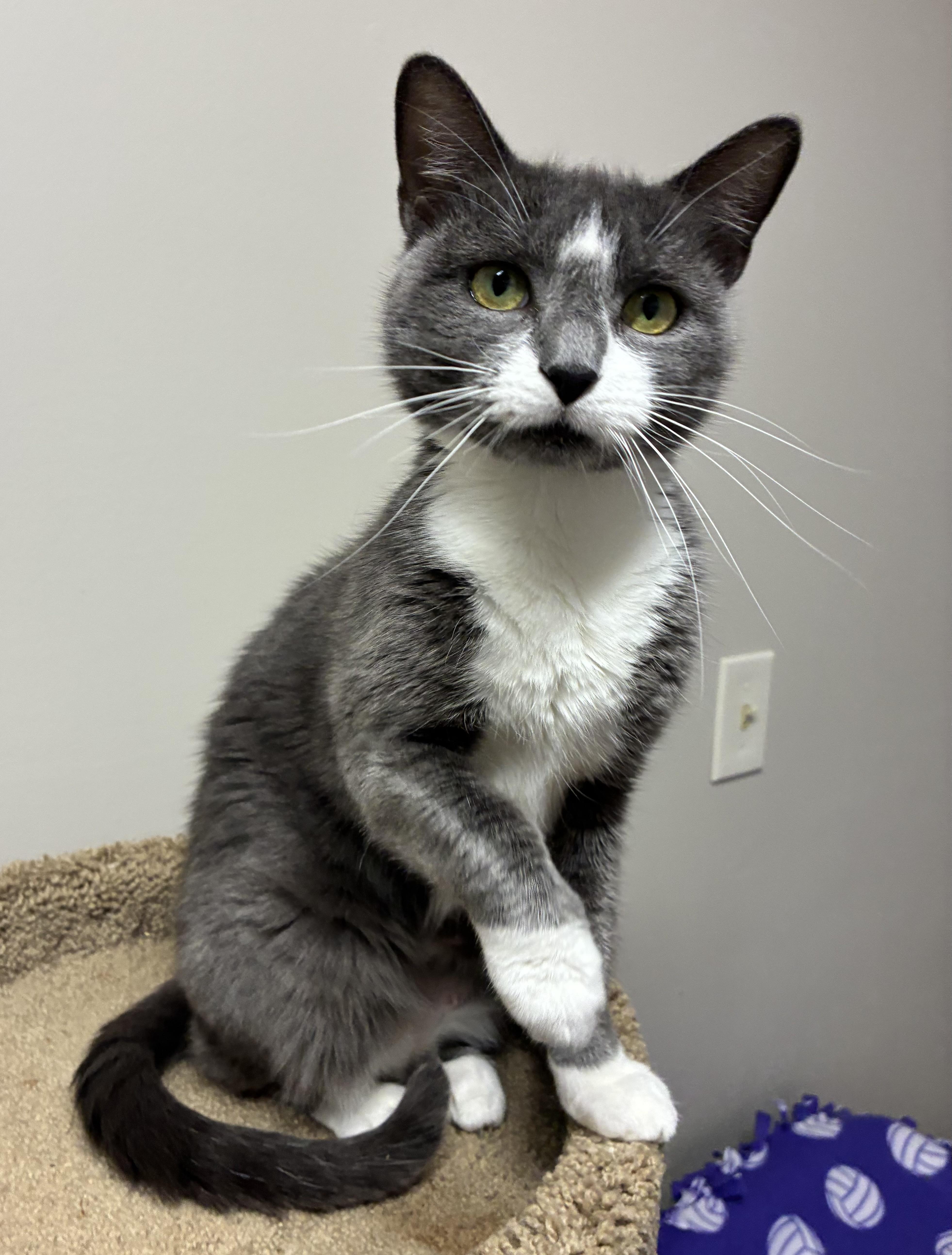 Enlarge Masaka, a Adopted Domestic Short Hair in Breinigsville, PA image 2/2