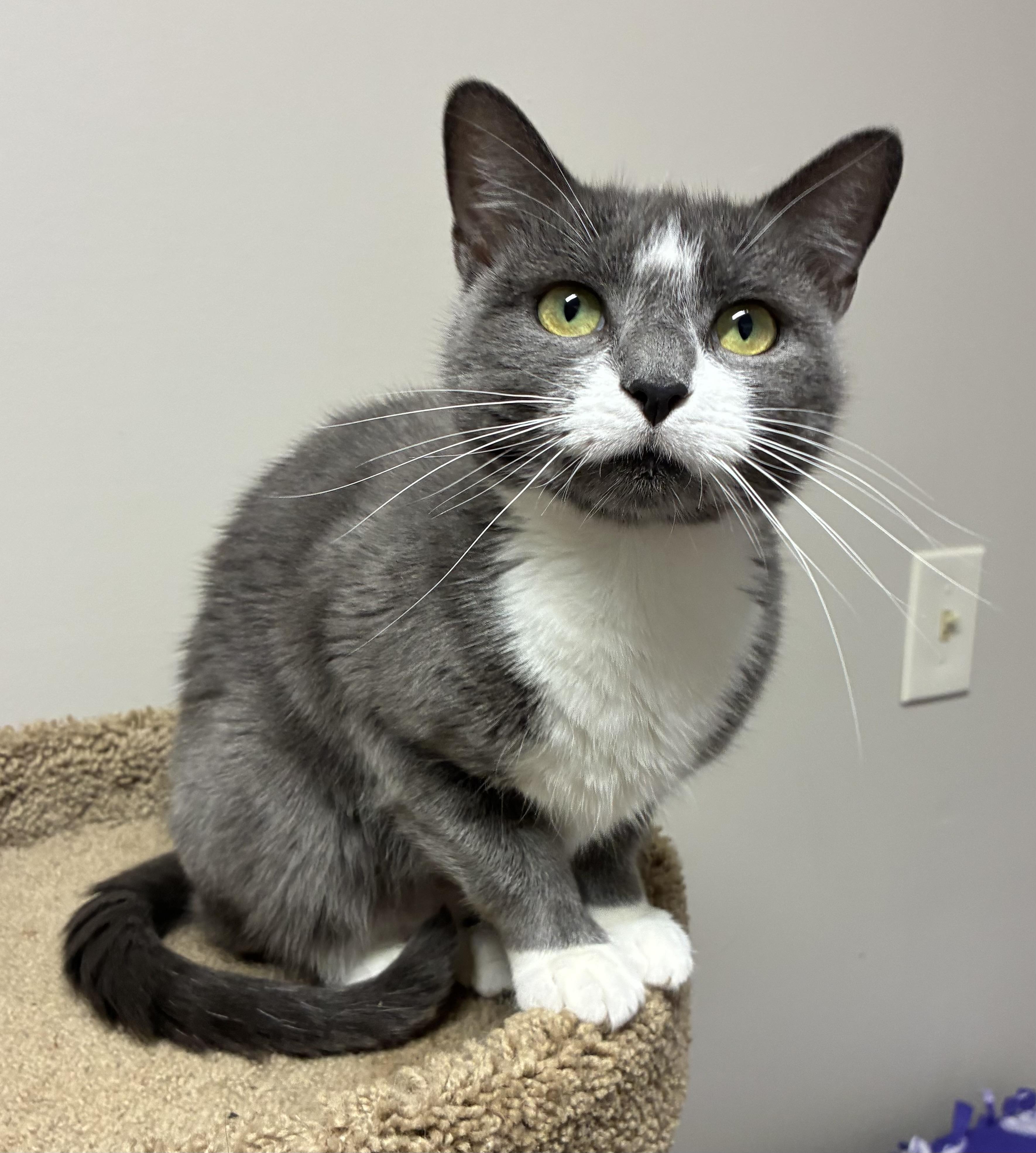 Enlarge Masaka, a Adopted Domestic Short Hair in Breinigsville, PA image 1/2