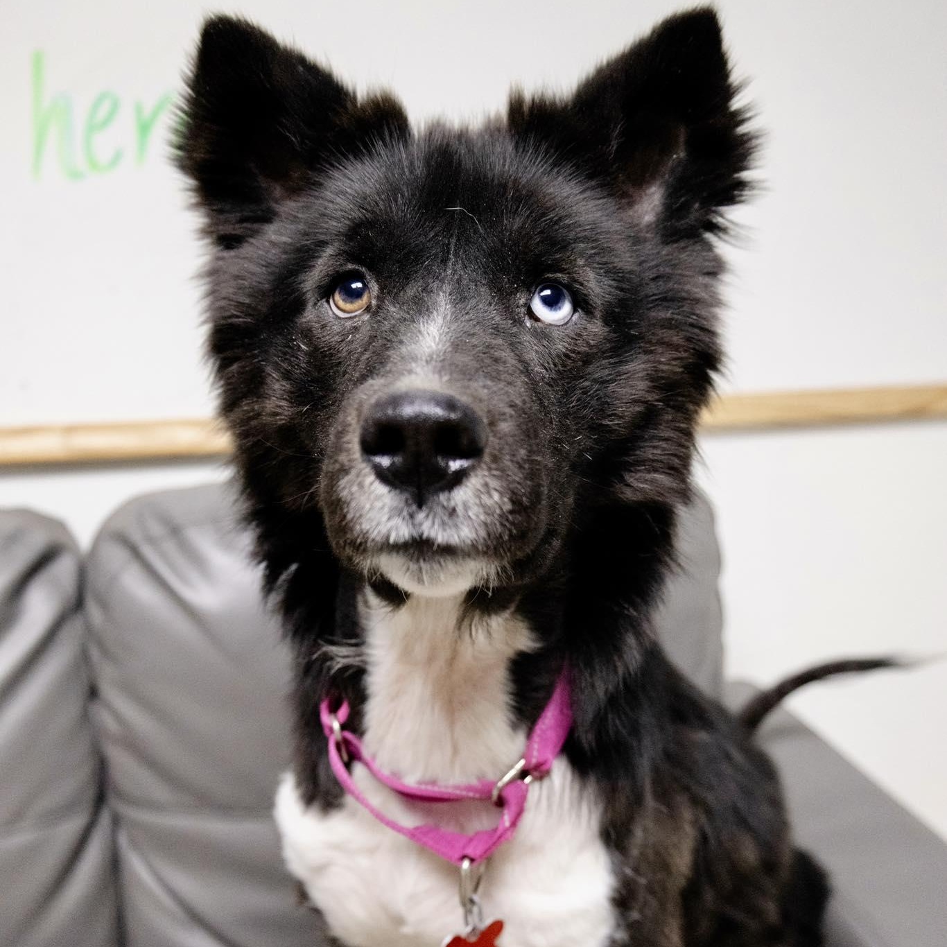 Enlarge Jazzy, a ADOPTABLE mixed breed in Valparaiso, IN image 1/3