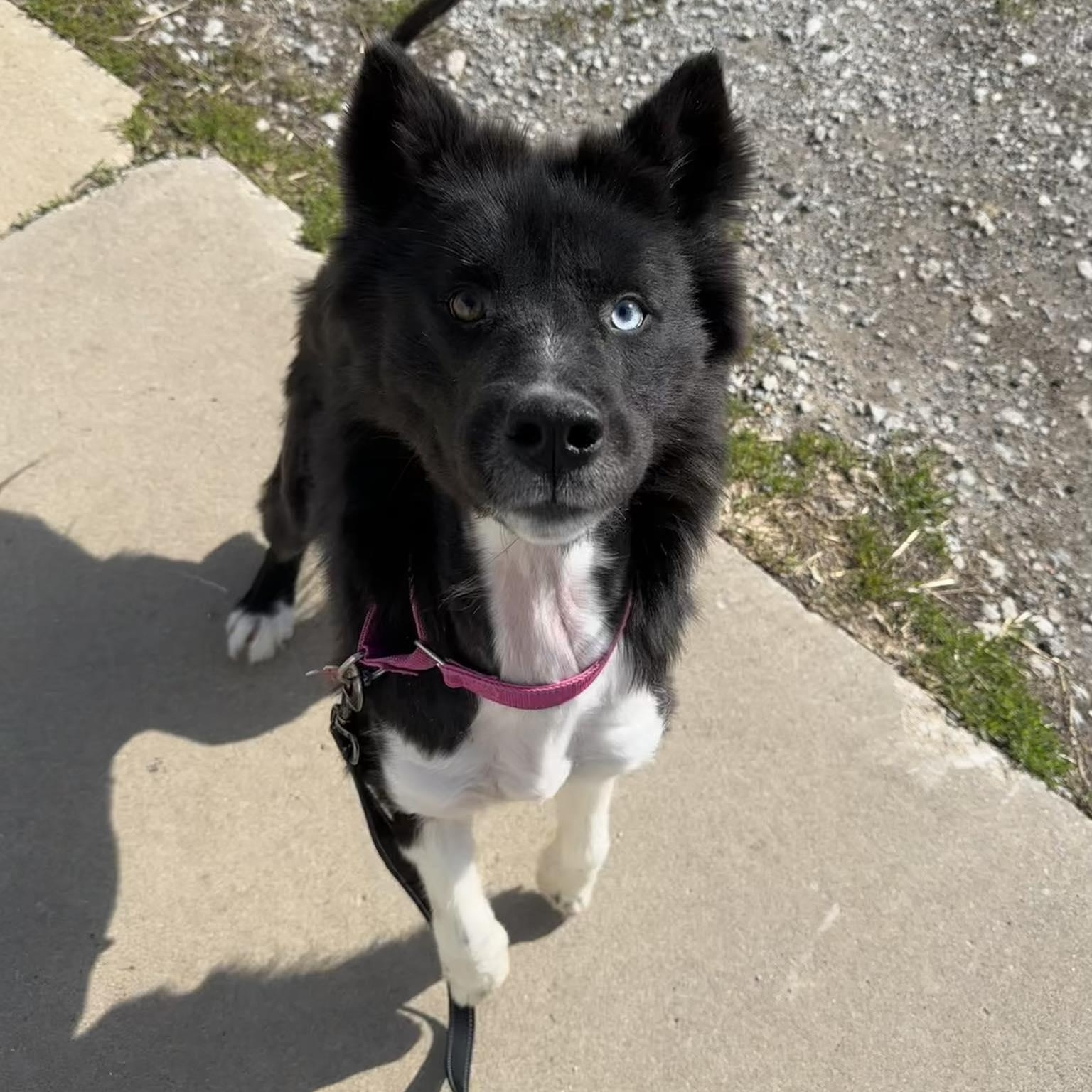 Enlarge Jazzy, a ADOPTABLE mixed breed in Valparaiso, IN image 2/3