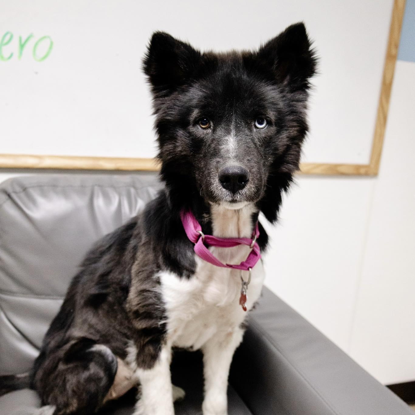 Enlarge Jazzy, a ADOPTABLE mixed breed in Valparaiso, IN image 3/3