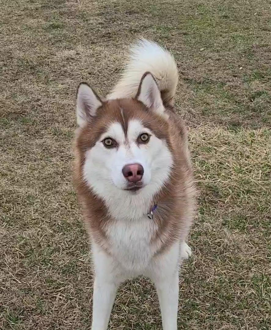 Bruno, ADOPTABLE, Adult Male Husky.