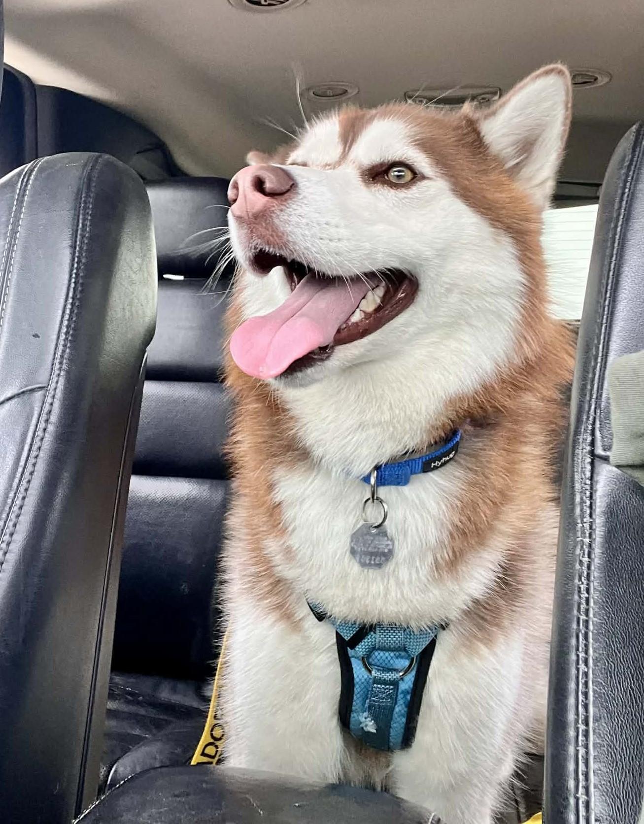 Enlarge Bruno, an adopted Husky in Elizabeth, IL image 2/5