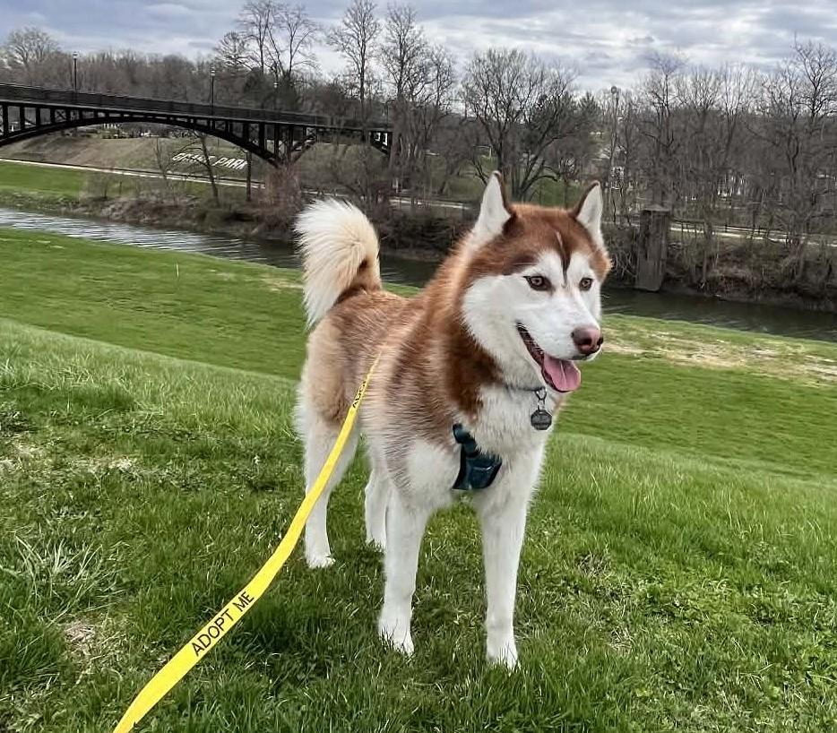 Enlarge Bruno, an adopted Husky in Elizabeth, IL image 1/5