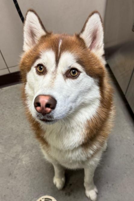 Enlarge Bruno, a ADOPTABLE Husky in Elizabeth, IL image 2/3