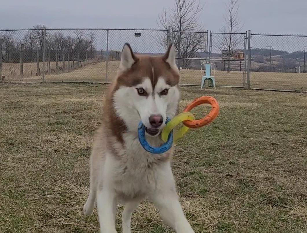 Enlarge Bruno, a ADOPTABLE Husky in Elizabeth, IL image 3/3