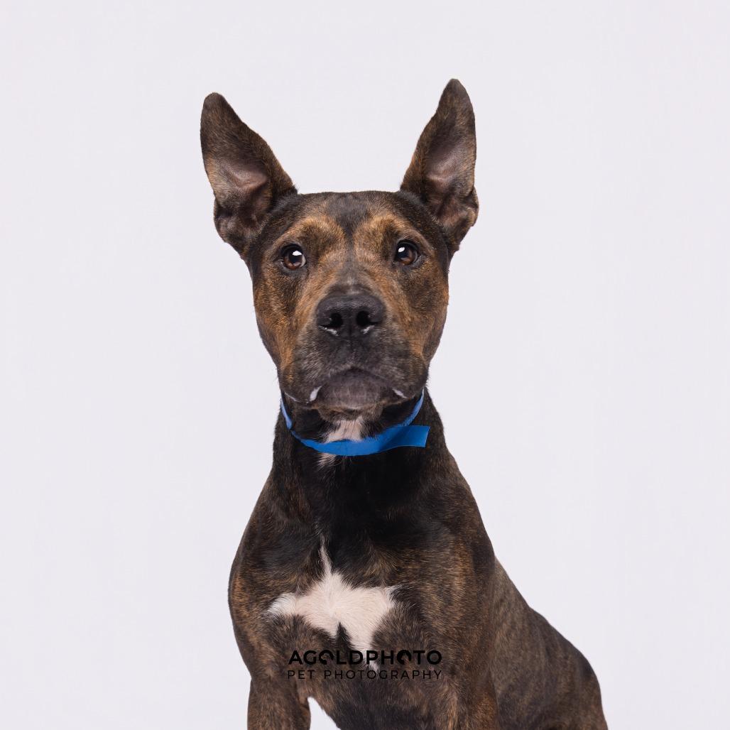 Elvis, Adoptable, Adult Male Terrier & Terrier.