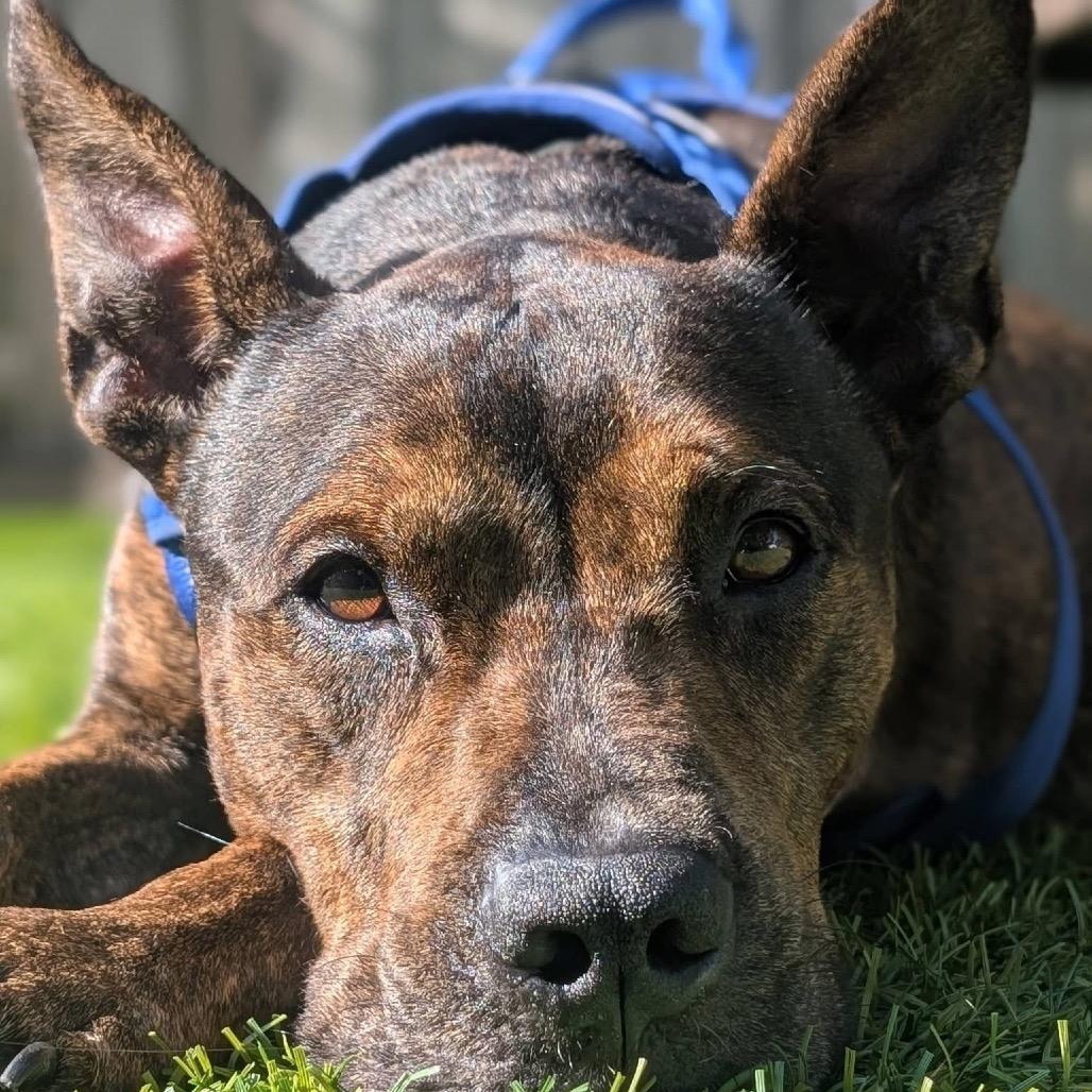 Elvis, Adoptable, Adult Male Terrier & Terrier.