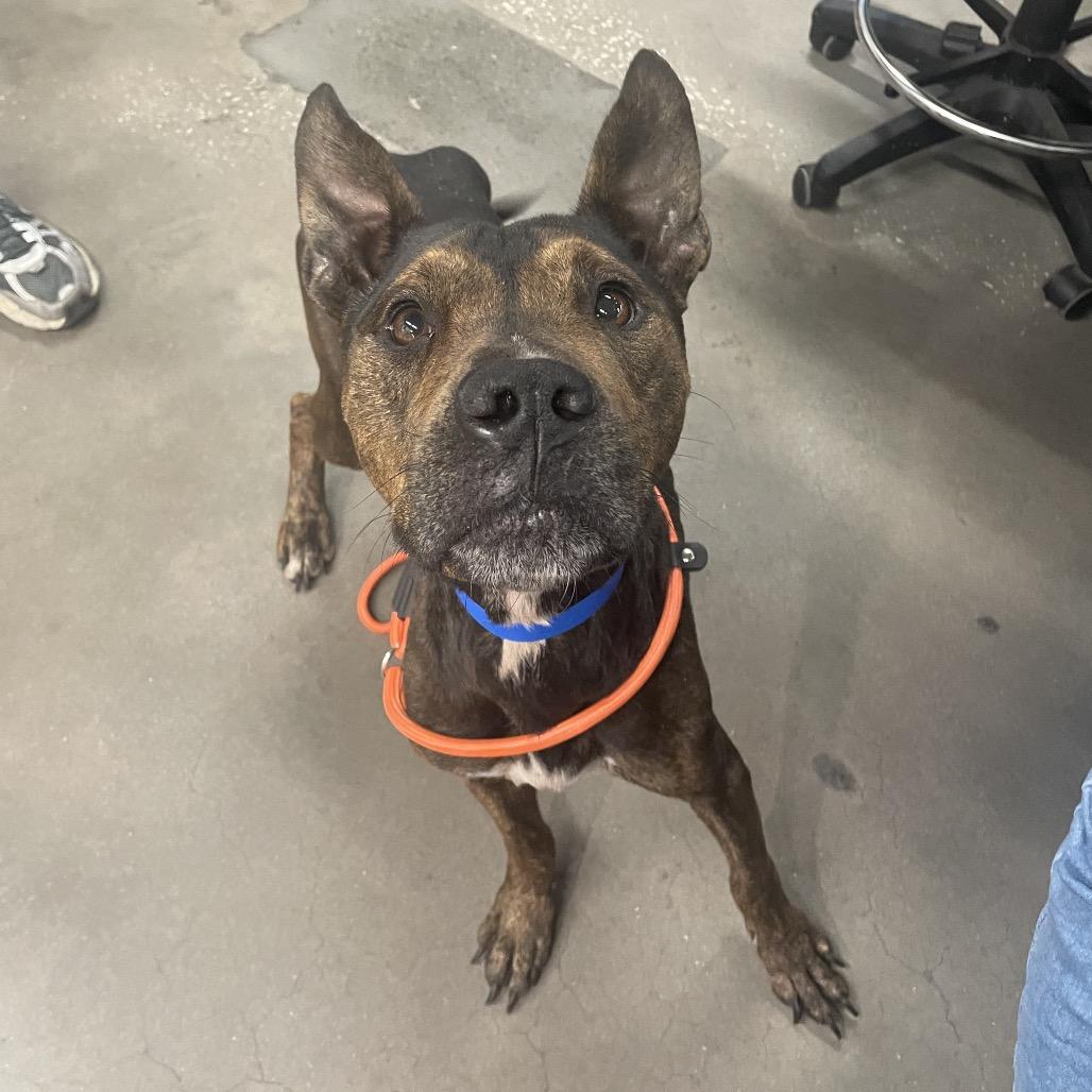 Elvis, a Adoptable mixed breed in Tampa, FL image 2/2