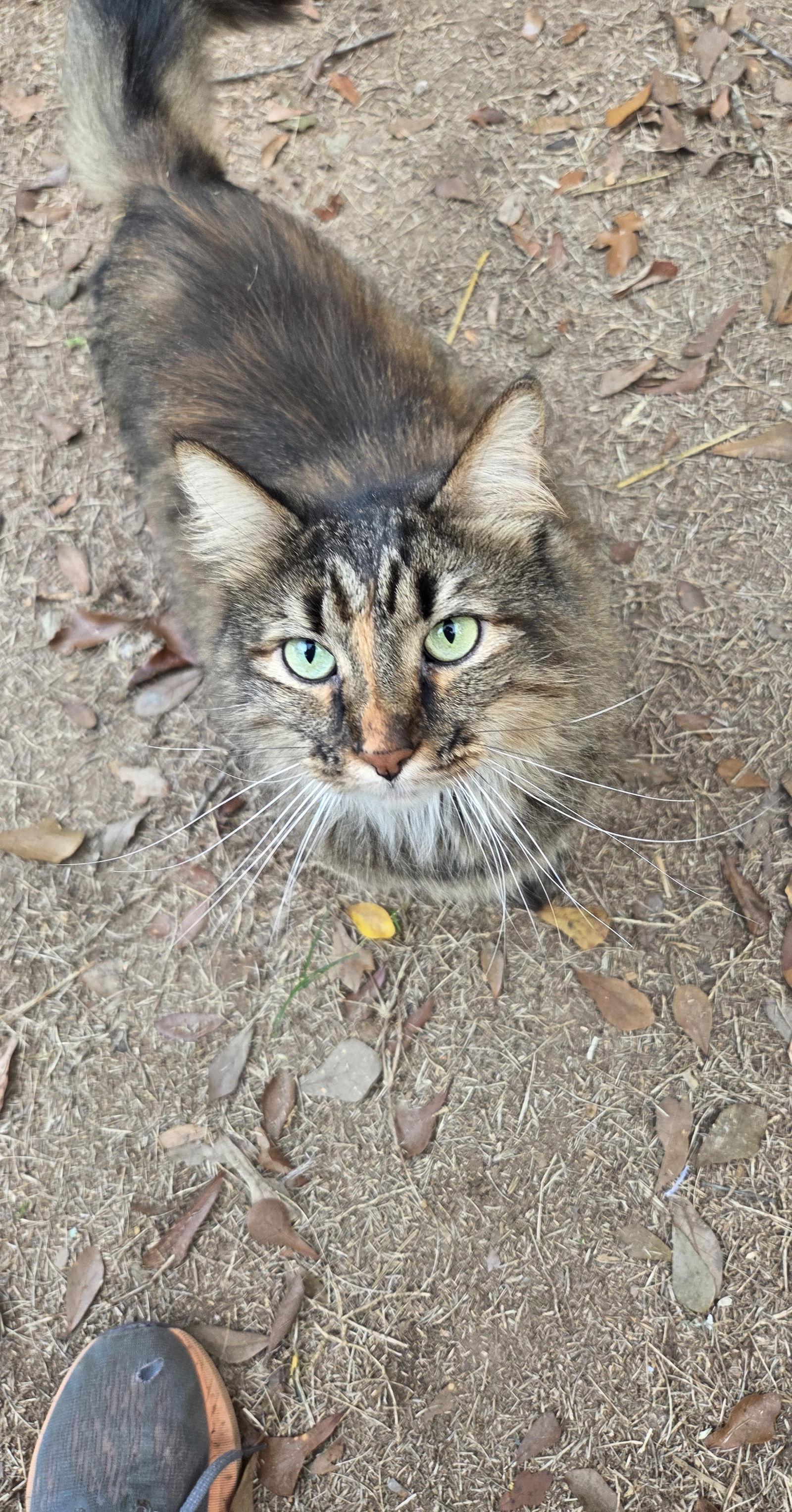 Enlarge Fluffy Topaz, a Adopted mixed breed in Magnolia Springs, AL image 1/3
