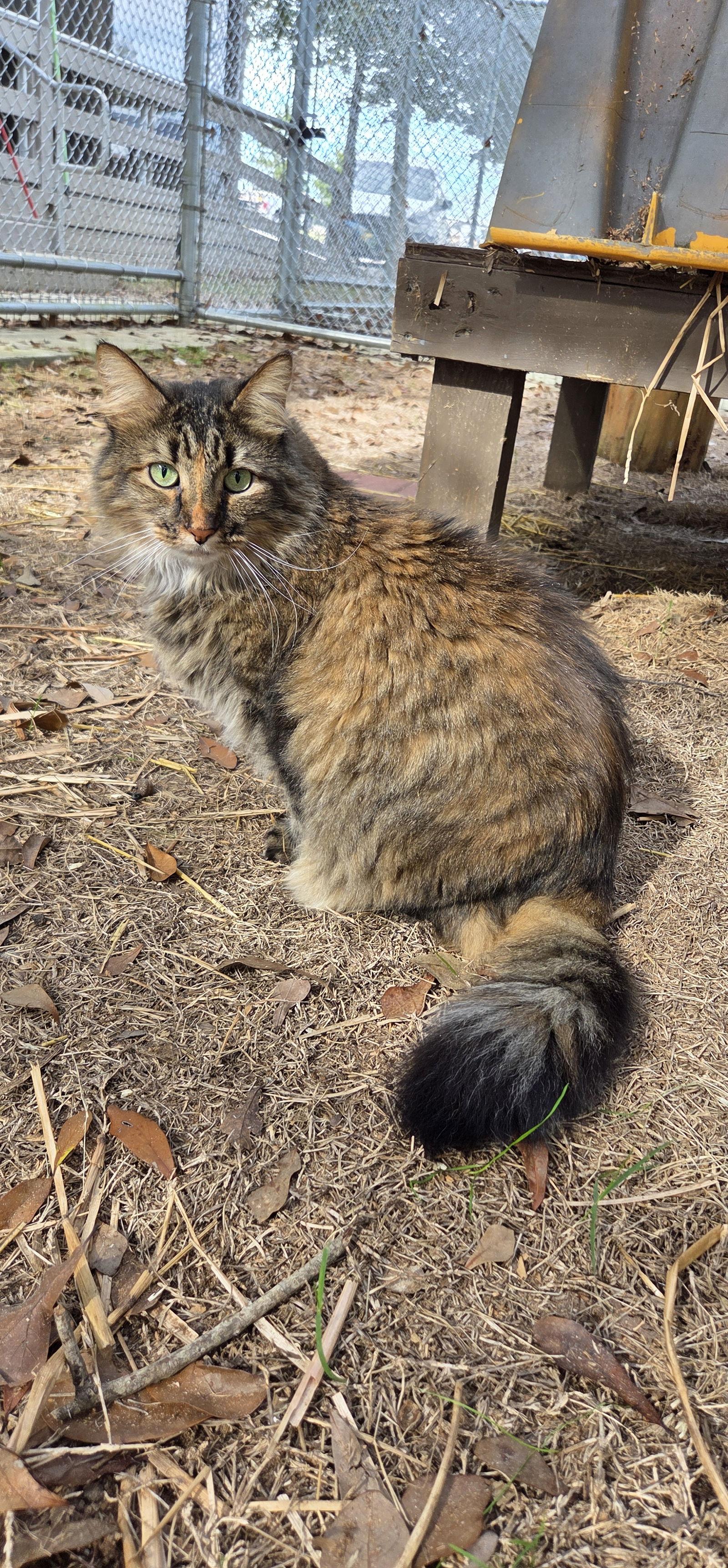 Enlarge Fluffy Topaz, a Adopted mixed breed in Magnolia Springs, AL image 2/3