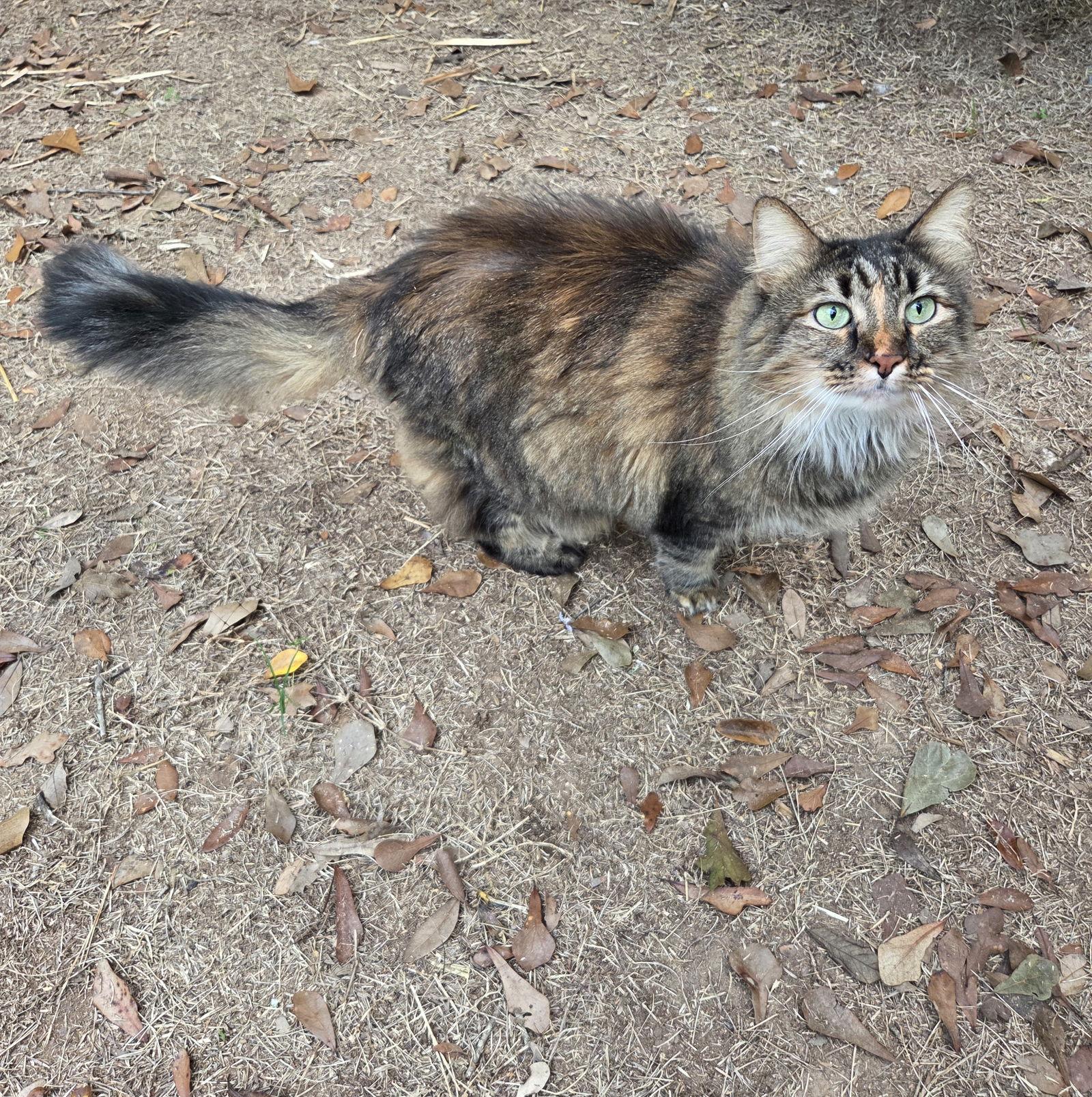 Enlarge Fluffy Topaz, a Adopted mixed breed in Magnolia Springs, AL image 3/3