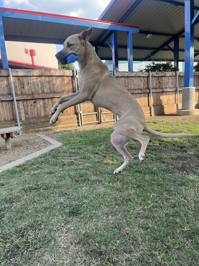 Duke A213550