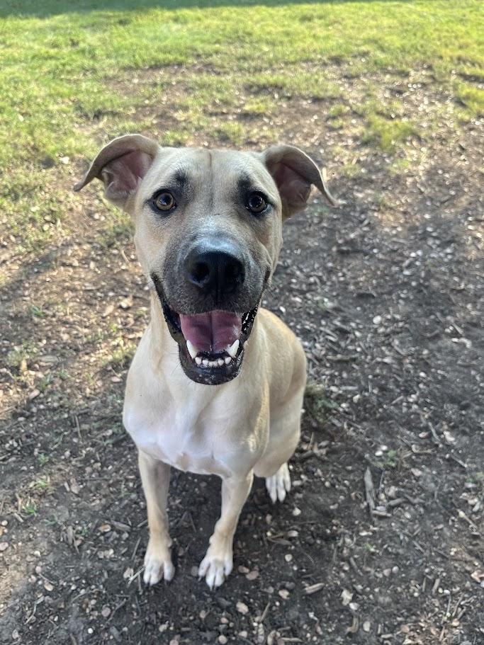 Duke A213550