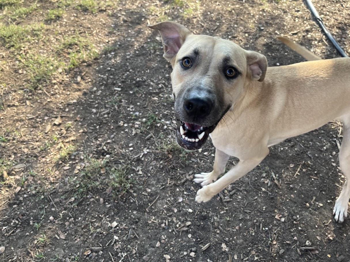 Duke A213550