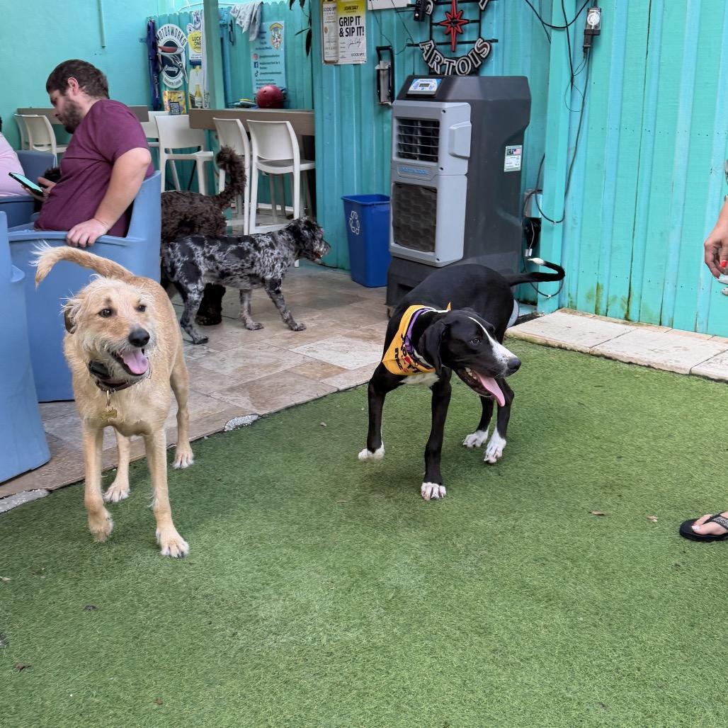 Enlarge Queen, a Adoptable Great Dane in Sarasota, FL image 1/6