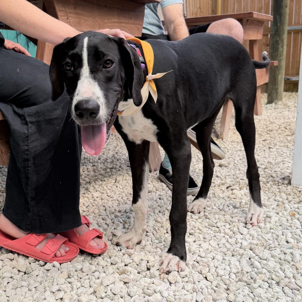 Enlarge Queen, a Adoptable Great Dane in Sarasota, FL image 2/6