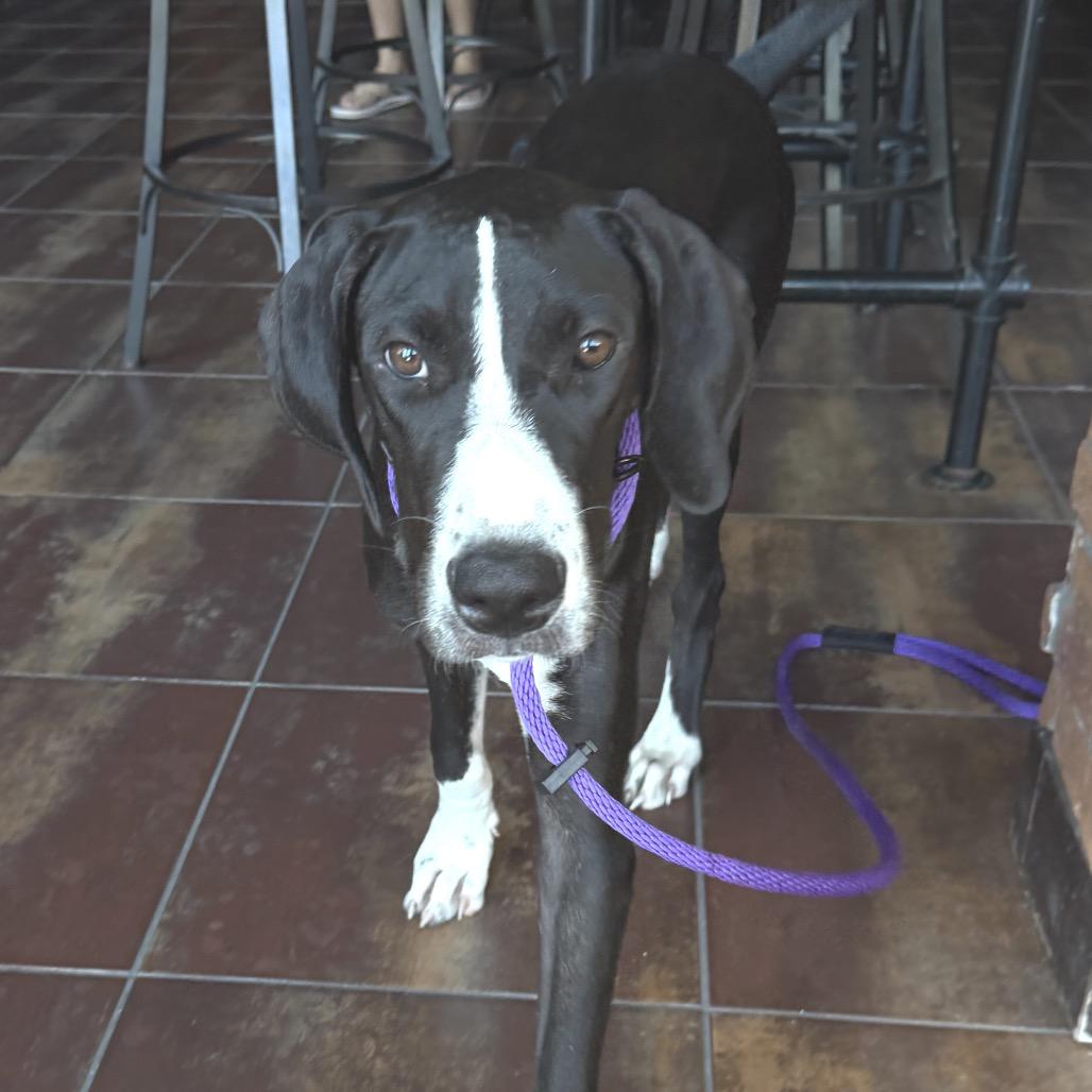 Enlarge Queen, a Adoptable Great Dane in Sarasota, FL image 3/6