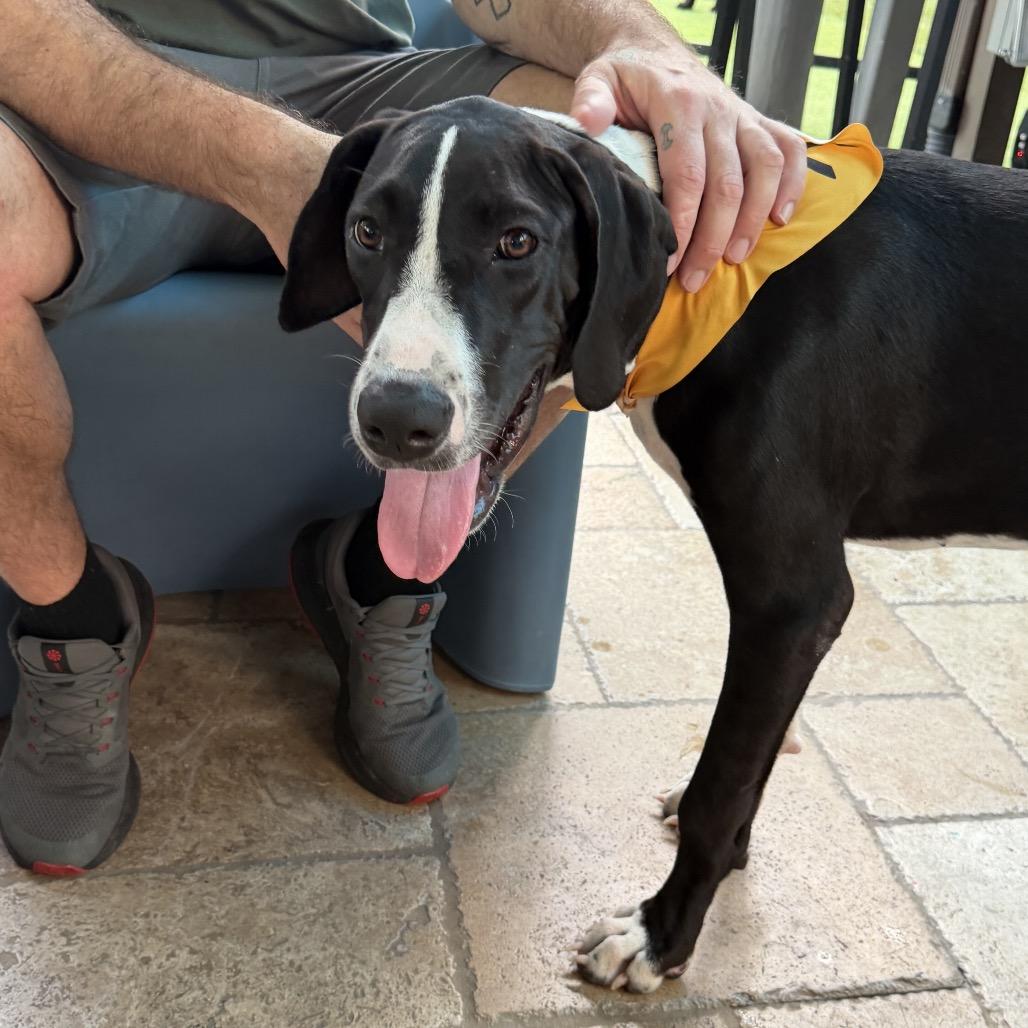 Enlarge Queen, a Adoptable Great Dane in Sarasota, FL image 4/6