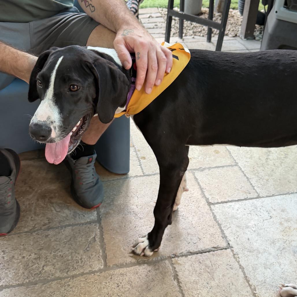 Enlarge Queen, a Adoptable Great Dane in Sarasota, FL image 6/6