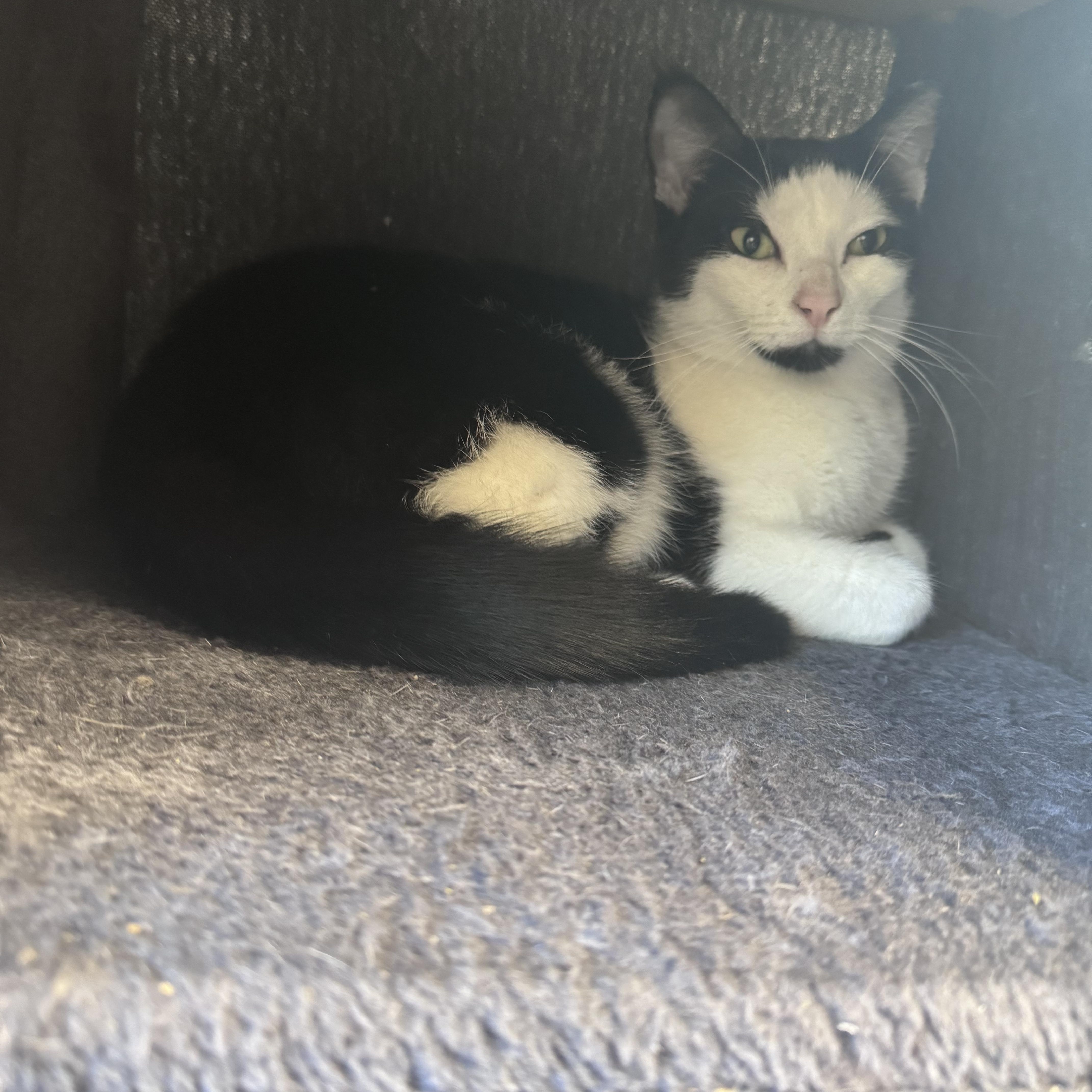 Enlarge Mickey & Minnie (Bonded Pair), a ADOPTABLE Domestic Short Hair in Cherryfield, ME image 2/2