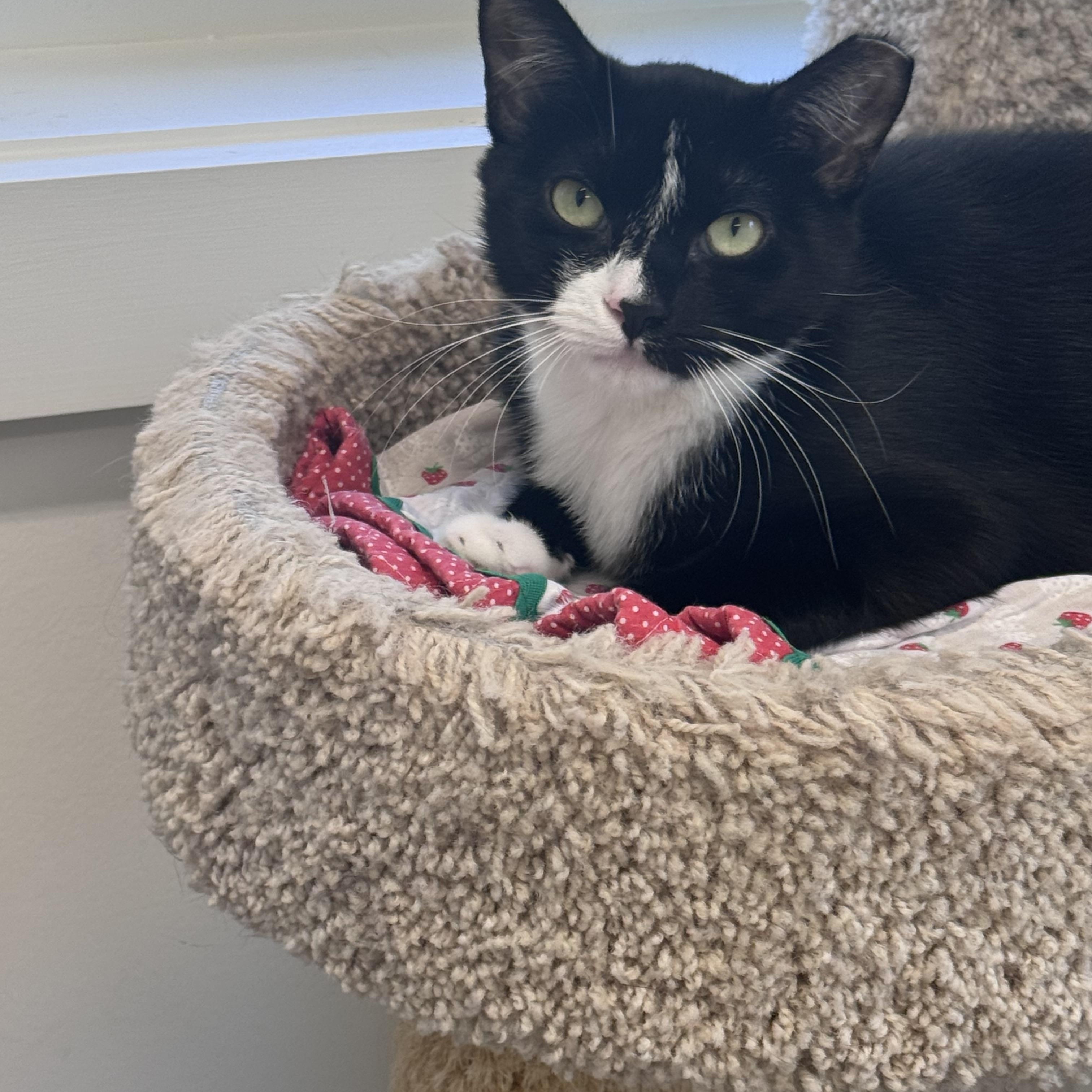 Mickey & Minnie (Bonded Pair), ADOPTABLE, Young Female Domestic Short Hair.