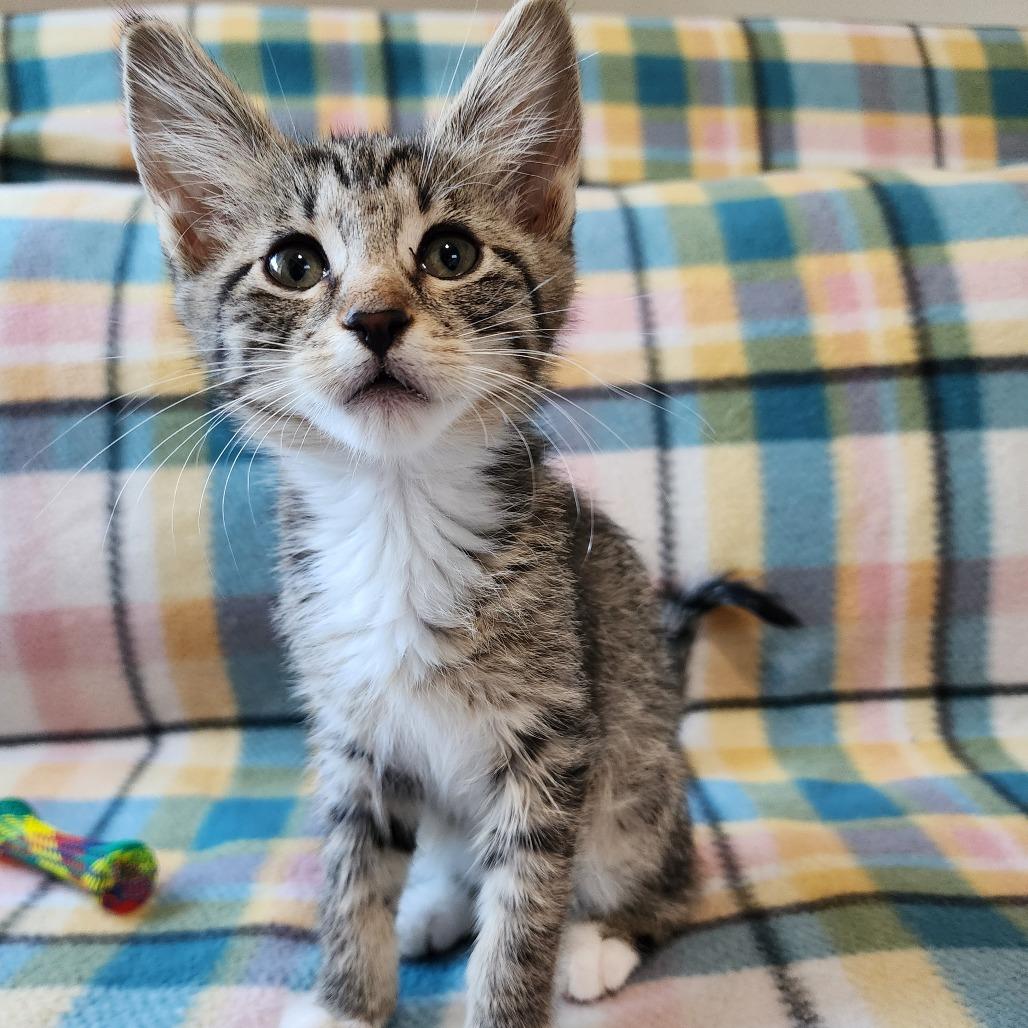 BUGSY, Adoptable, Kitten Female Domestic Short Hair.