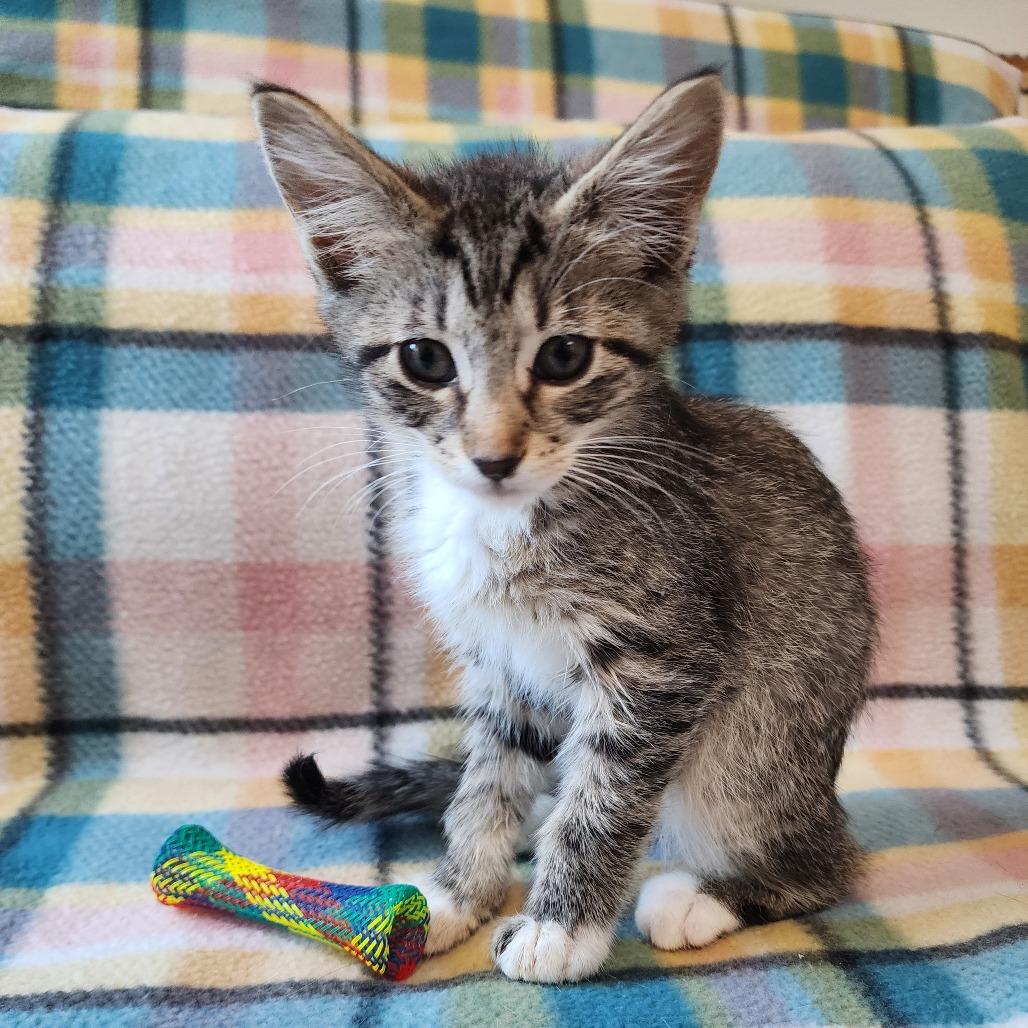Enlarge BUGSY, a Adoptable Domestic Short Hair in Graham, WA image 2/3