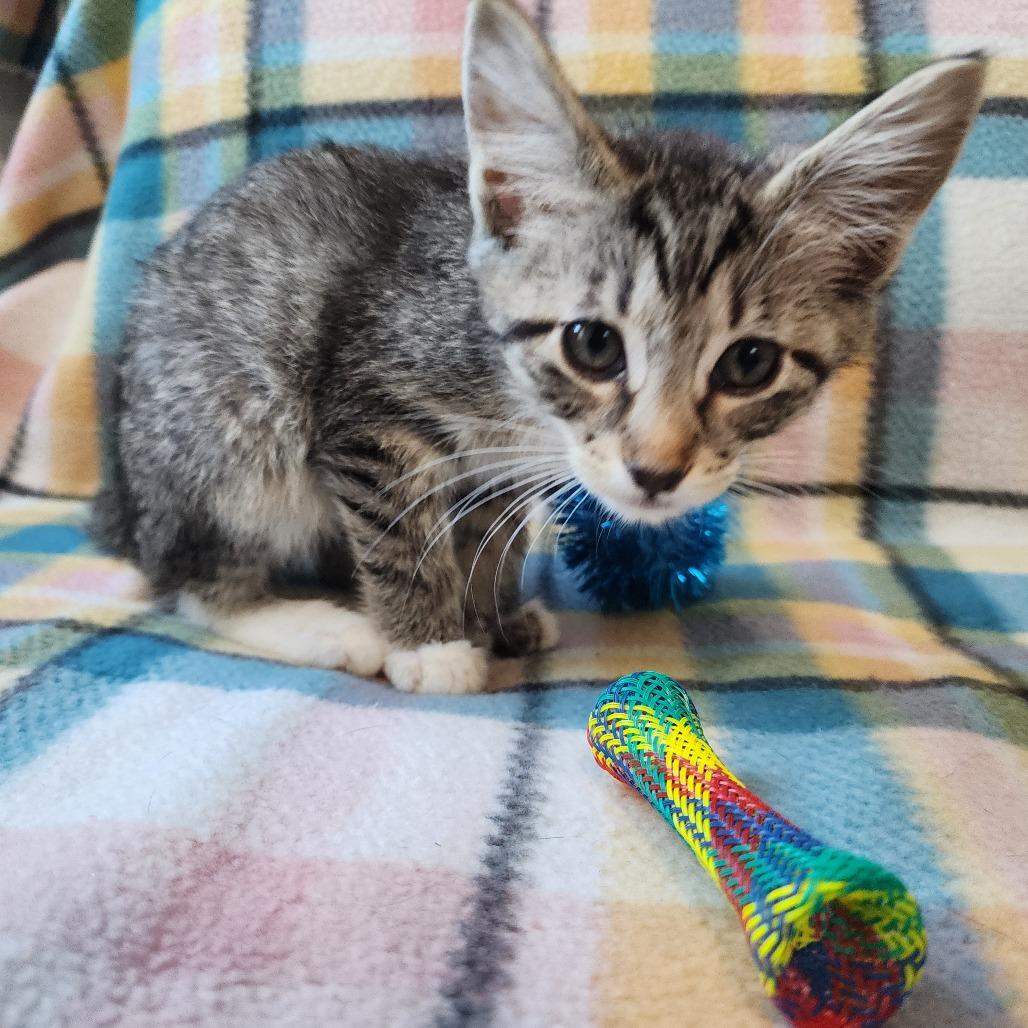 Enlarge BUGSY, a Adoptable Domestic Short Hair in Graham, WA image 3/3