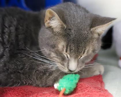 Jack Abbot, Adoptable, Adult Male Domestic Short Hair.