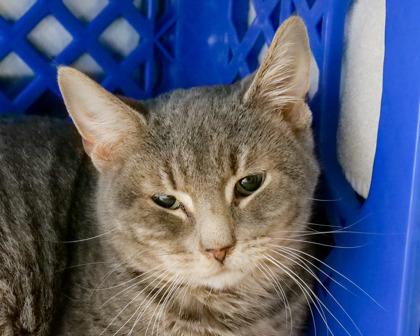 Enlarge Jack Abbot, a Adoptable Domestic Short Hair in West Seneca, NY image 2/3