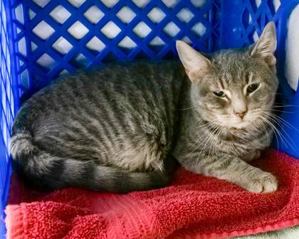 Enlarge Jack Abbot, a Adoptable Domestic Short Hair in West Seneca, NY image 3/3