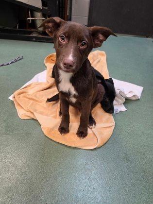 Choco, ADOPTABLE, Puppy Male Shepherd.
