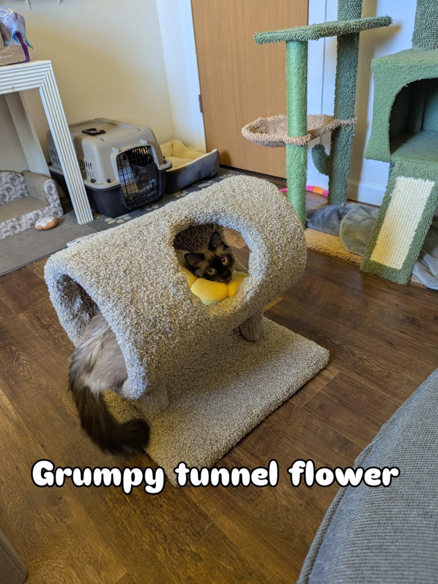 Charlotte, a Adopted mixed breed in Lakewood, WA image 1/4