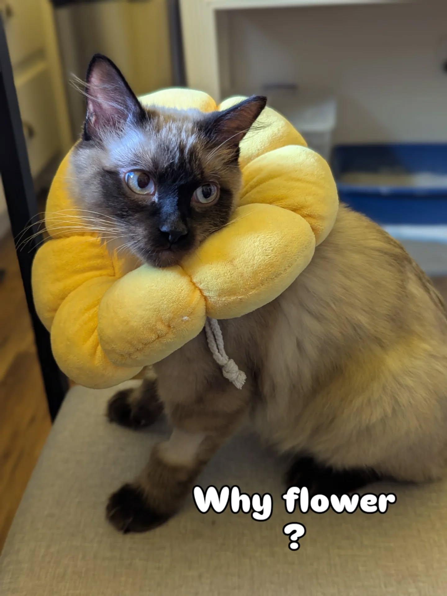 Charlotte, a Adopted mixed breed in Lakewood, WA image 2/4